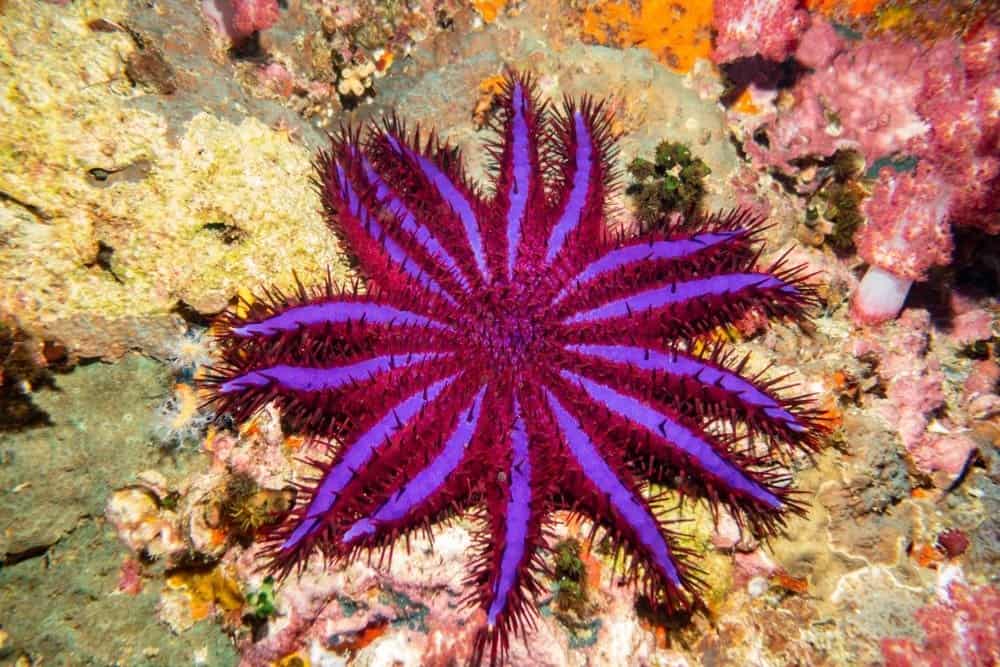 Etoile de mer à couronne d'épines (variante violette) Thaïlande