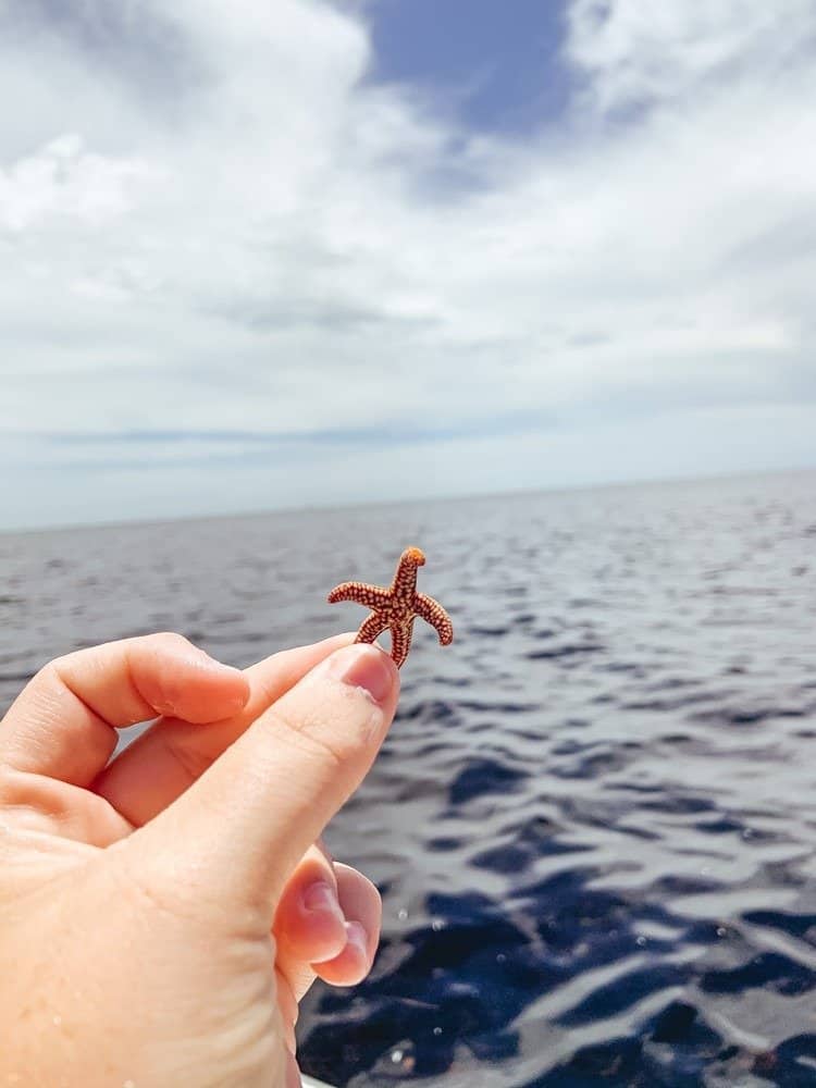 Holding Baby Starfish over the Florida Waters