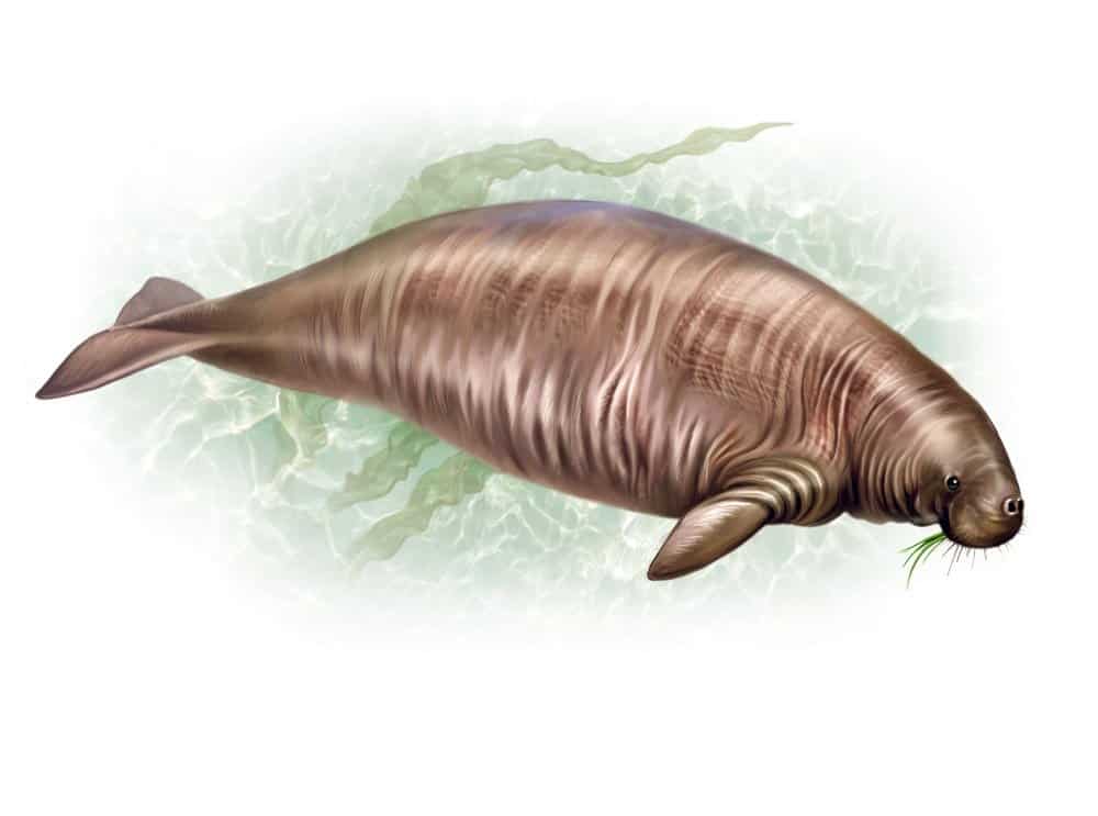 Sea Cow Steller Stellers Cows Extinct Stellar Species Deviantart ...