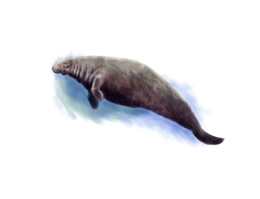 Steller S Sea Cow Animal Facts Hydrodamalis Gigas Az Animals