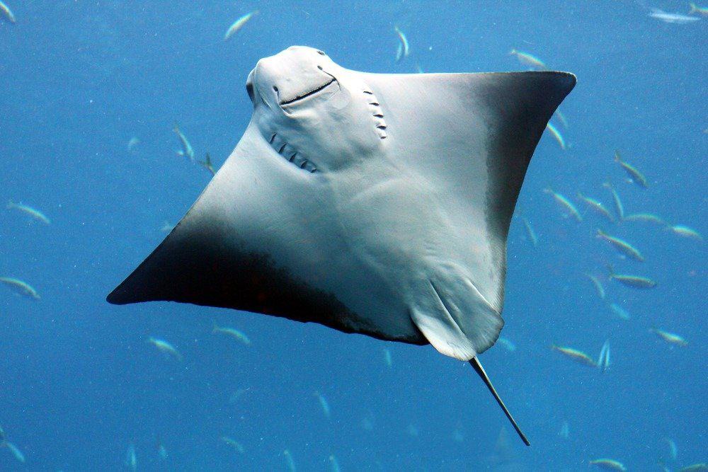 Smiling stingray