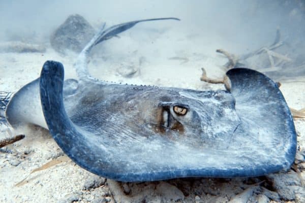 A Southern Stingray cruising the ocean floor off of Grand Turk while looking for some breakfast