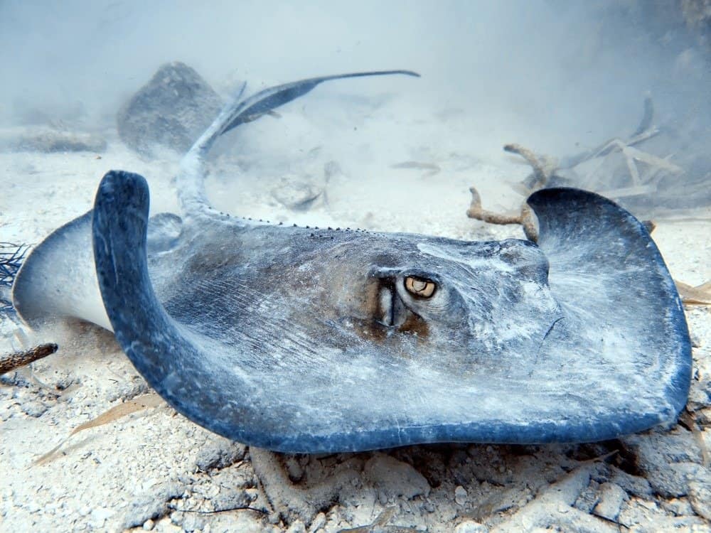 A Southern Stingray cruising the ocean floor off of Grand Turk while looking for some breakfast