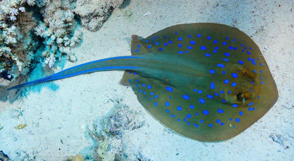 Stingray at The Red Sea, Egypt