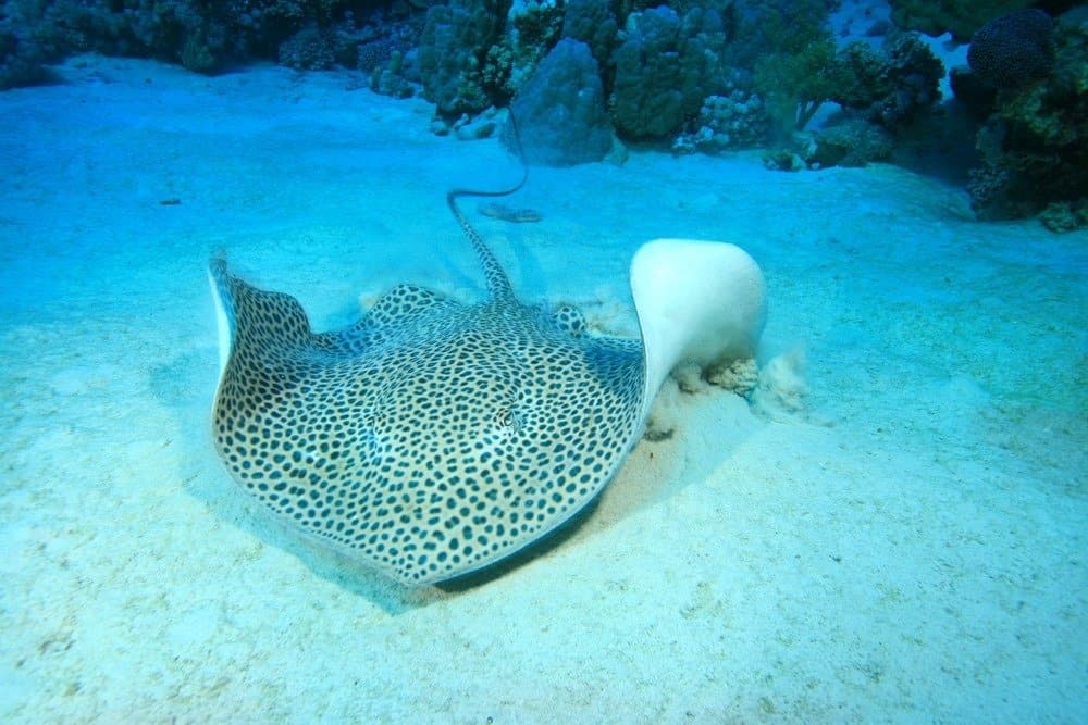 Darkspotted Stingray (Himantura uarnak)