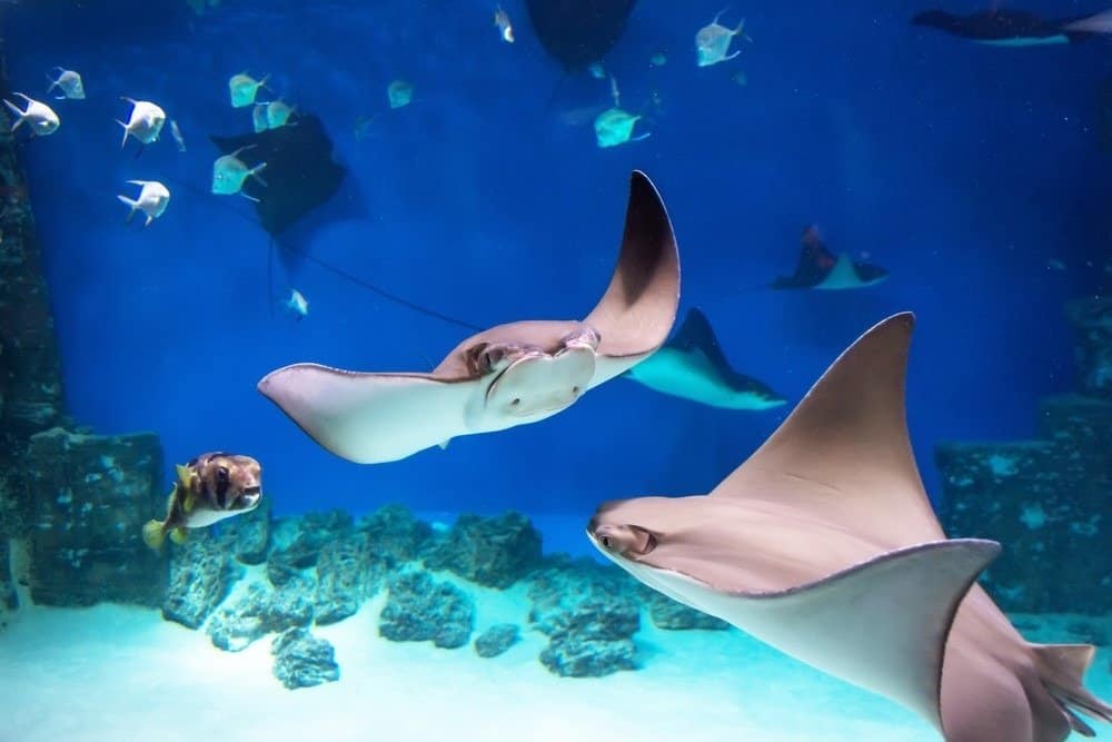 Several stingrays among fish swim in the blue sea