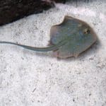 Baby Stingray in aquarium