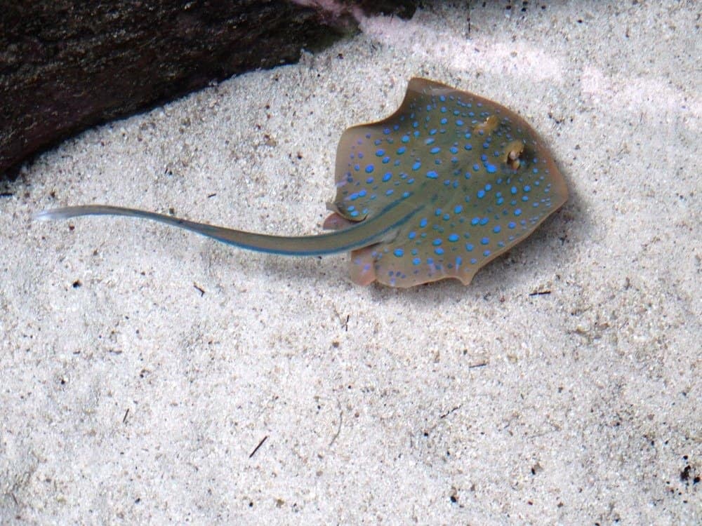 Baby Stingray in aquarium