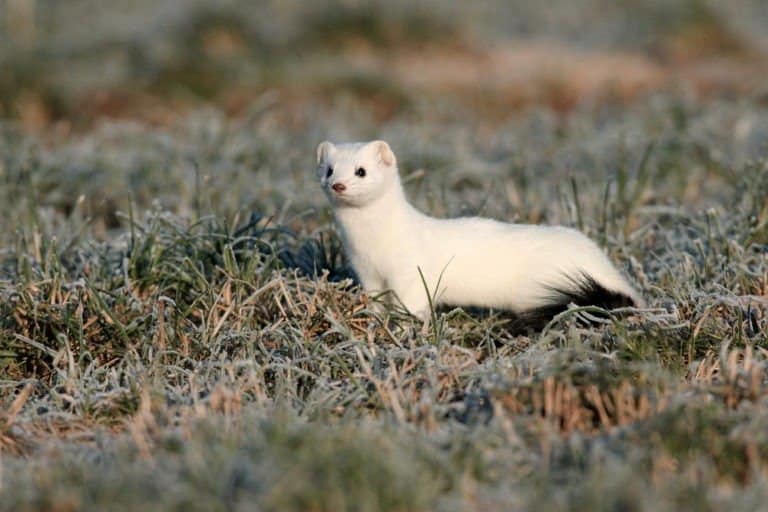 White stoat in the grass