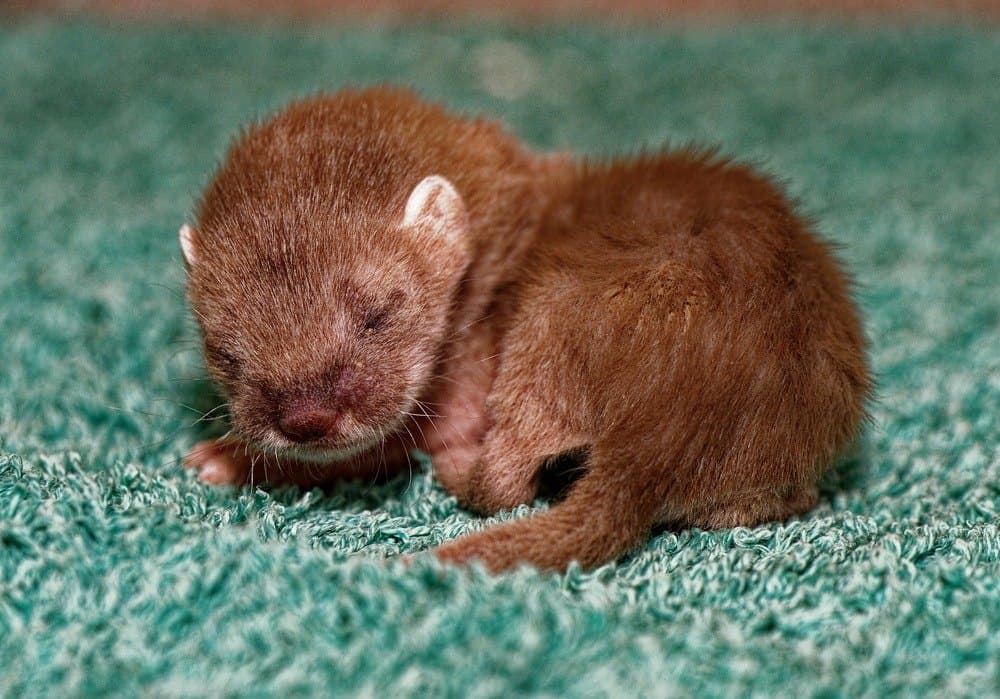 4-week-old stoat baby, also called a kit
