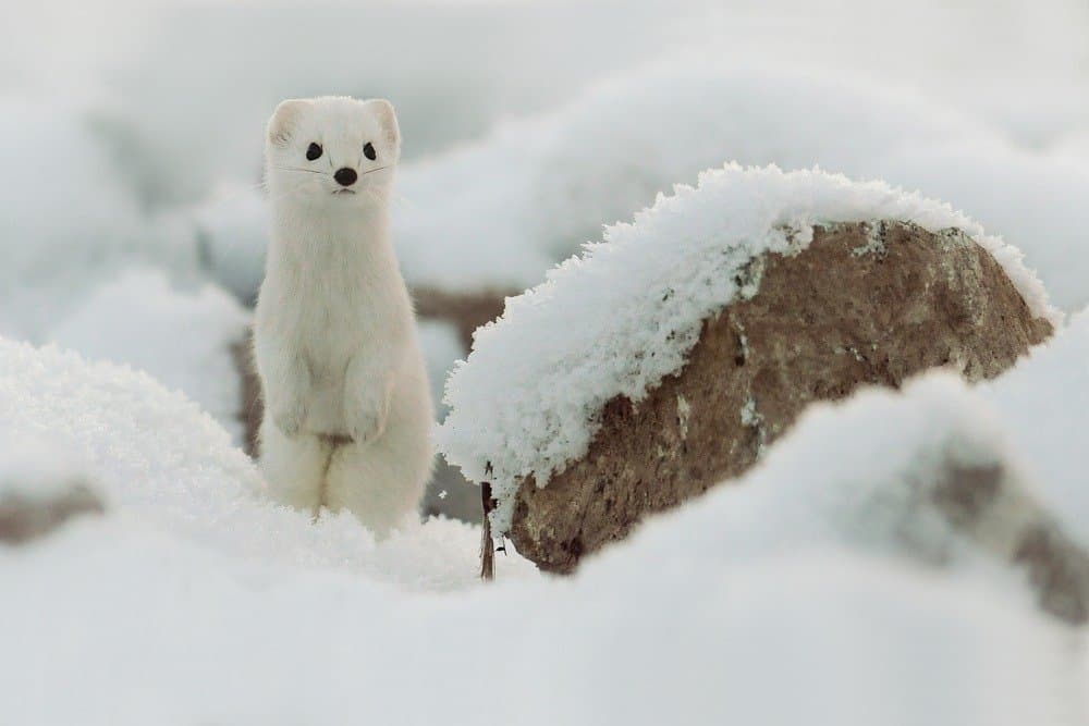 Un armiño de pelaje blanco