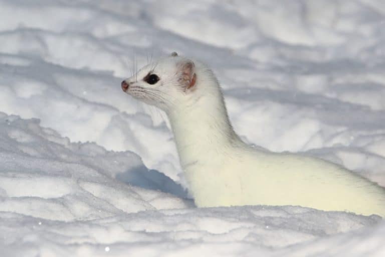 White stoat in the snow