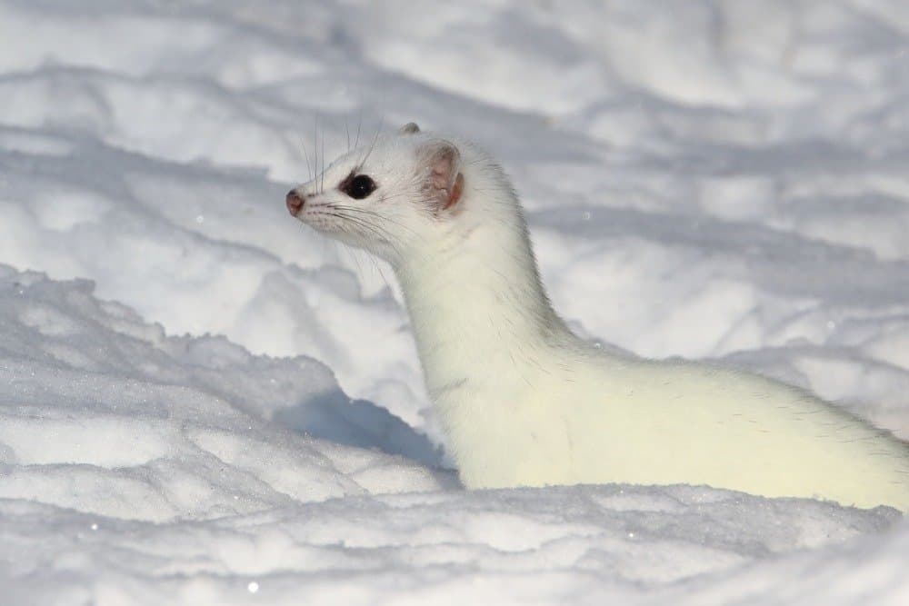 Stoat Animal Facts | Mustela Erminea | AZ Animals