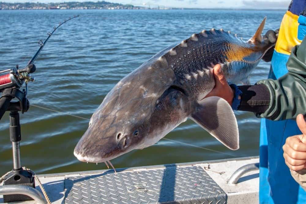 What Do Sturgeon Eat? - White sturgeon fishing catch and release