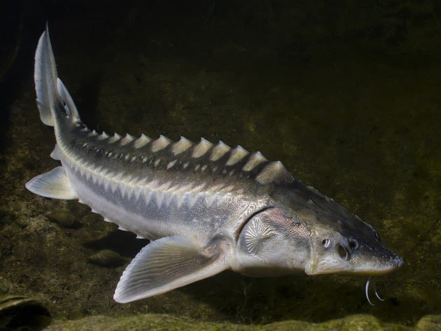 Endangered Sturgeon–A Fish Once So Popular a King Declared Them