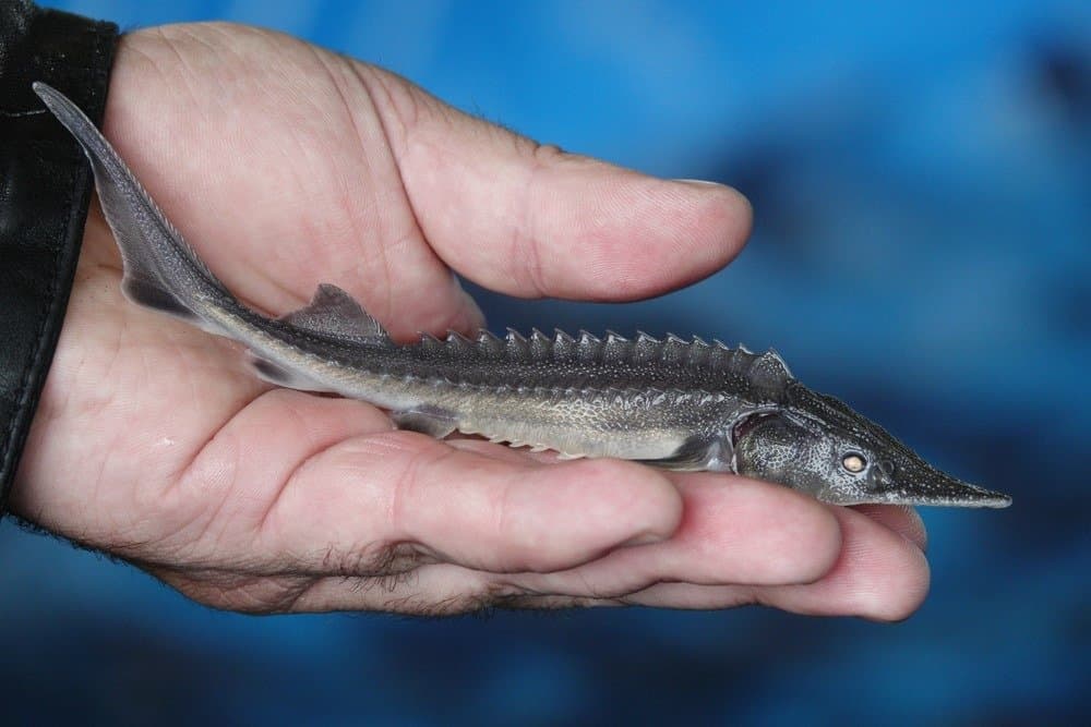 Amur sturgeon fingerling artificially grown at the fish hatchery. Khabarovsk region, far East, Russia.