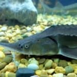 Sturgeons