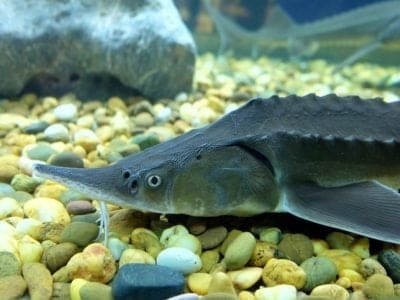 A Sturgeon