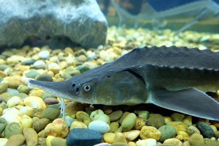Sturgeon fish in aquarium