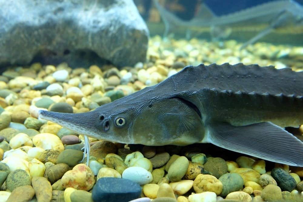 Sturgeon Fish Facts - AZ Animals