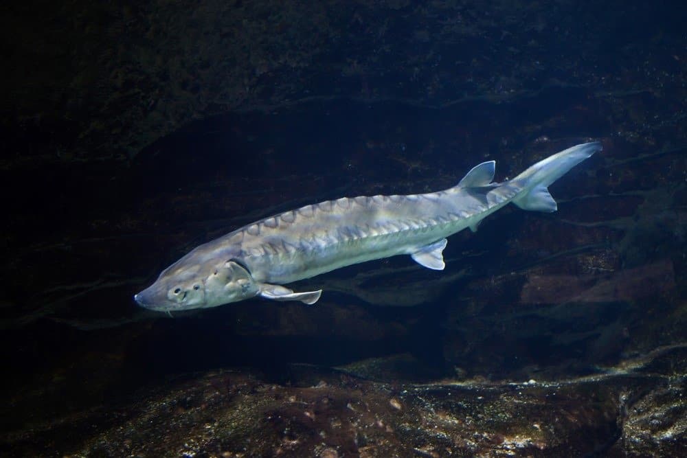 sturgeon fish