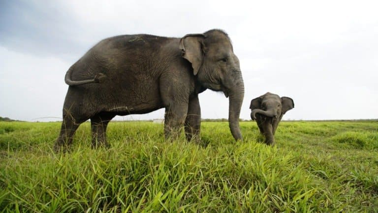 Sumatran elephant and baby