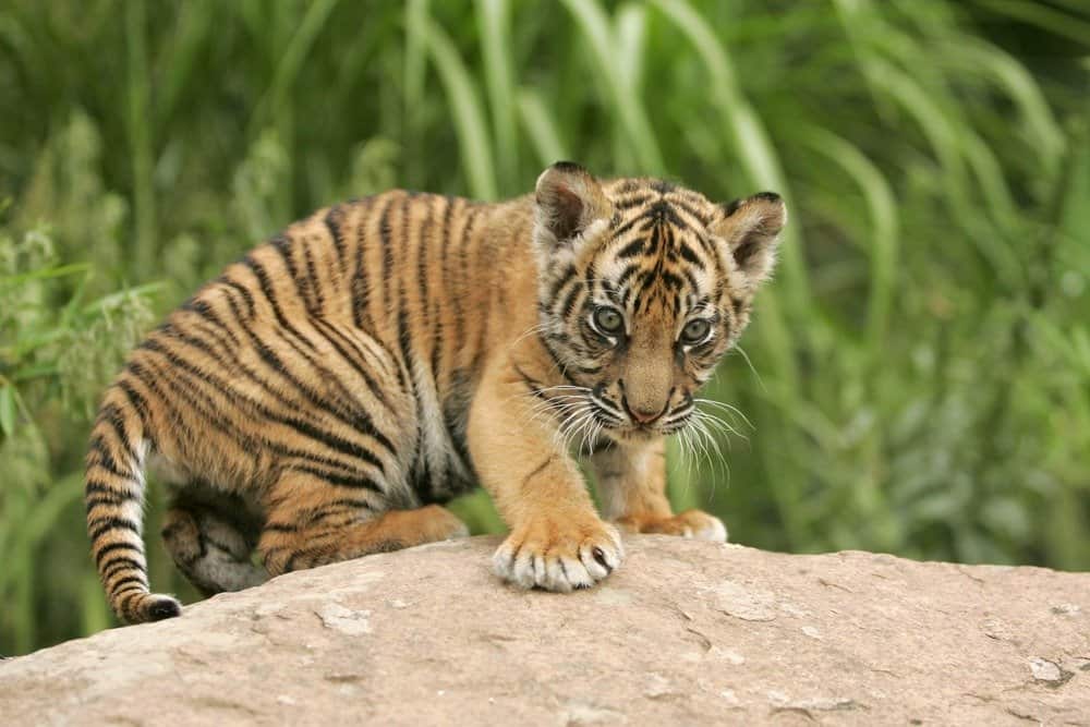 Sumatran tiger cub learns to hunt from mother at Poland zoo