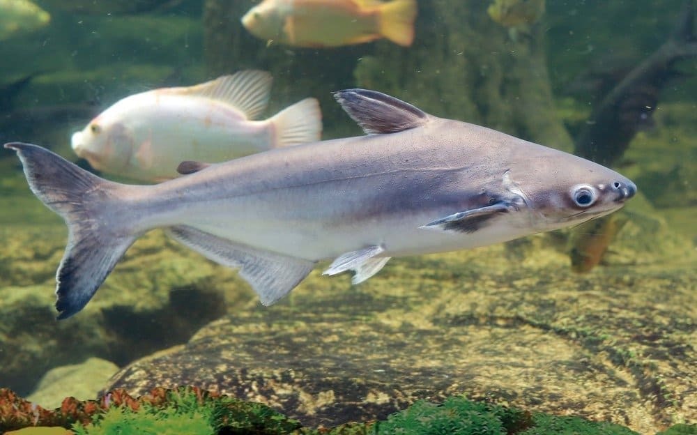 Swai fish swimming in pond