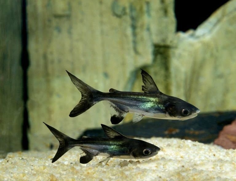 Swai fish, pangasius hypophthalmus