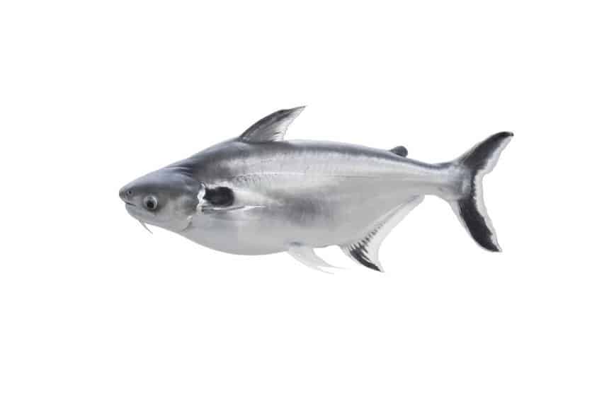 Swai fish isolated on white background