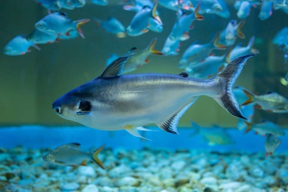 Swai fish in aquarium