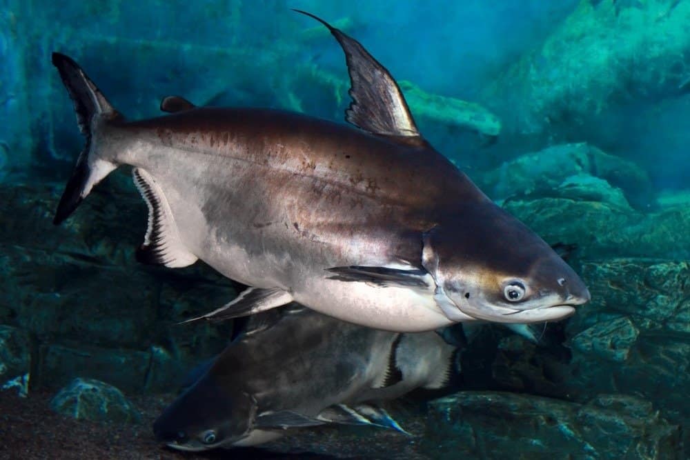 Swai Fish Facts | Pangasianodon hypophthalmus - AZ Animals