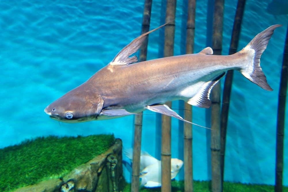 Swai fish in the aquarium