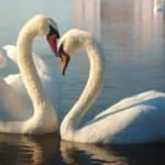 Two white swans. 