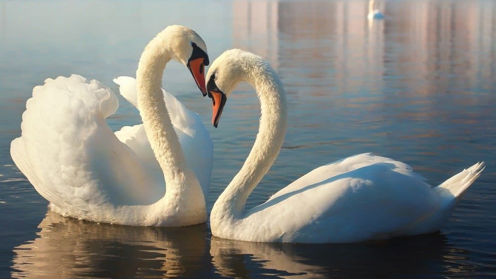 Two white swans.