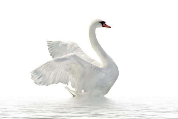 Swan on the white surface.