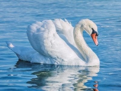 A Swan