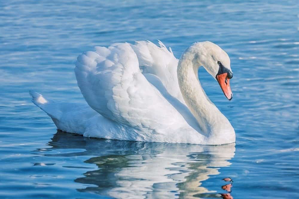 Swan Bird Facts | Cygnus Atratus - Az Animals