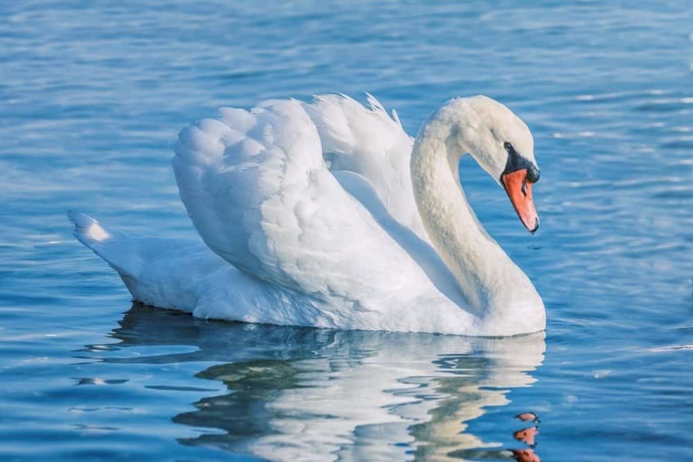 White Swan Bird