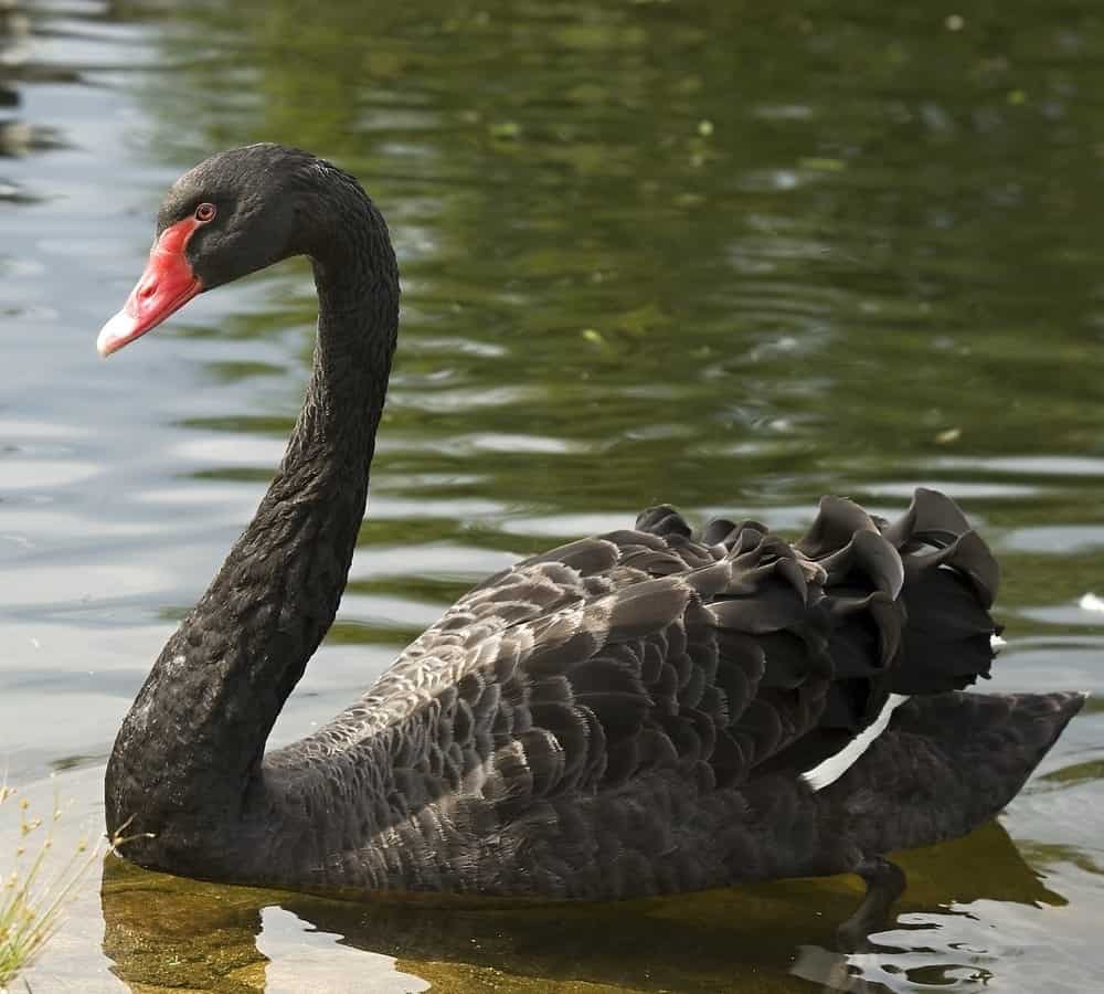 Black swan swimming, Slovakia