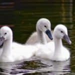 Group of Swan Signets