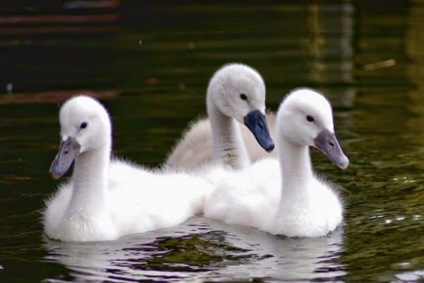 Group of Swan Signets