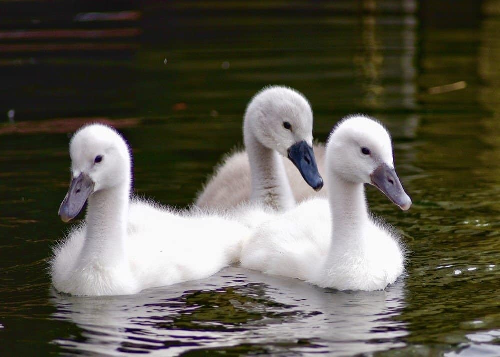 Group of Swan Signets