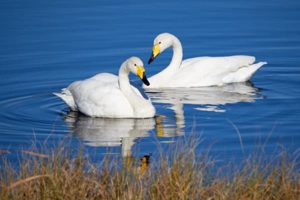 Two whooper swans swimming in the lake in Finland