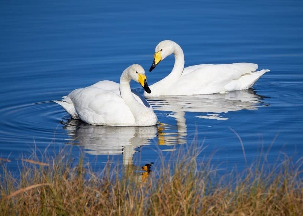 Two whooper swans swim in a Finnish lake