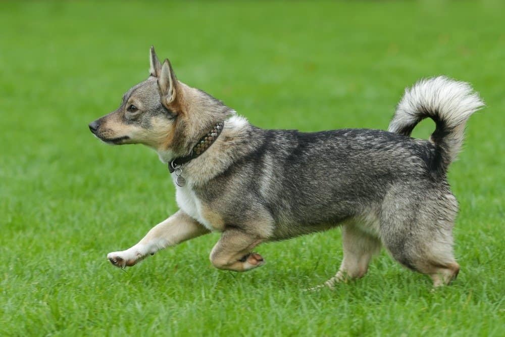 Portrait of typical Swedish Vallhund running during an agility training.