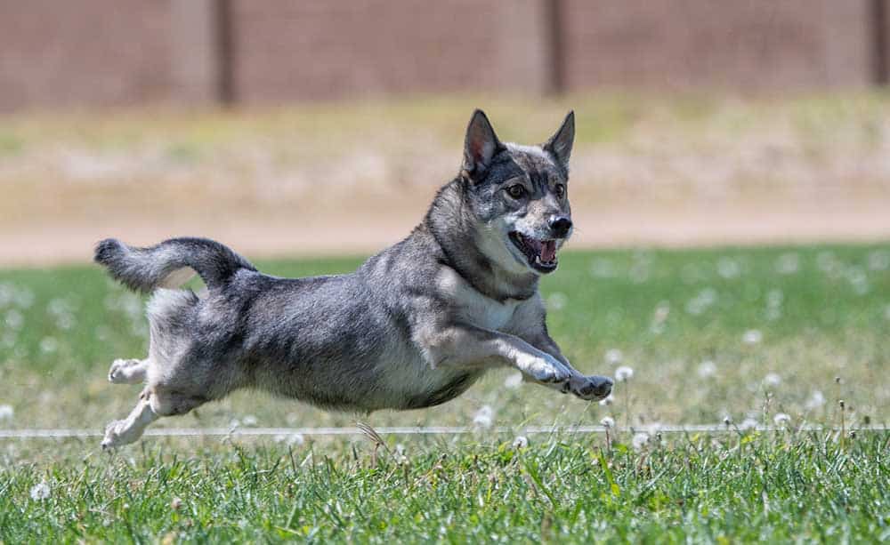 Swedish Vallhund frolicking in the grass