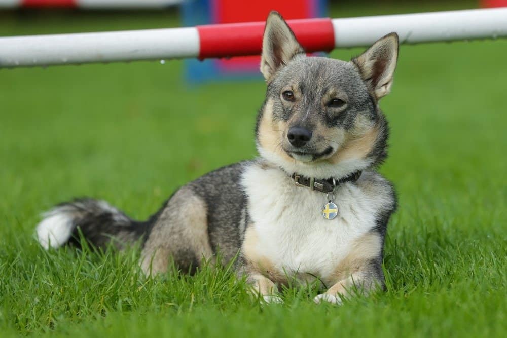 Portrait of typical Swedish Vallhund in the grass during an agility training.