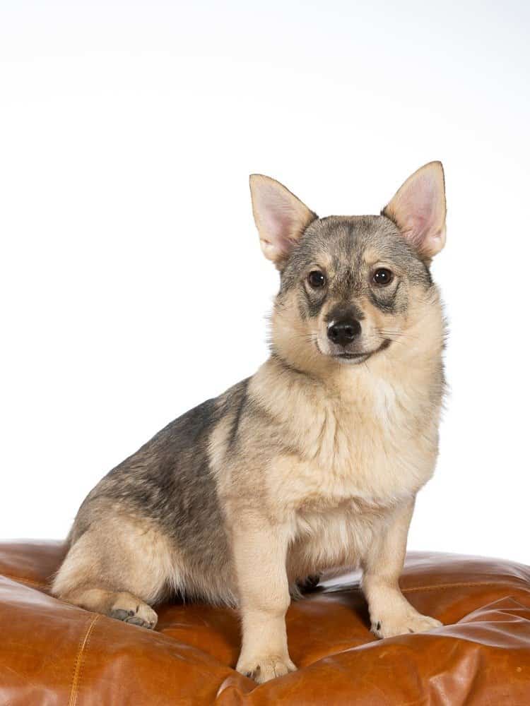 Swedish vallhund dog portrait in a studio. Rare dog breed with white background.