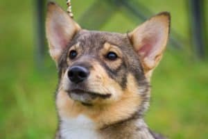 Types of Dogs With Pointy Ears Picture